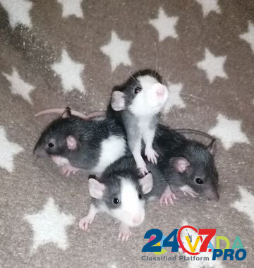 Крысята дамбо домашнего разведения Yelets - photo 3