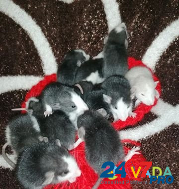 Крысята дамбо домашнего разведения Yelets - photo 7