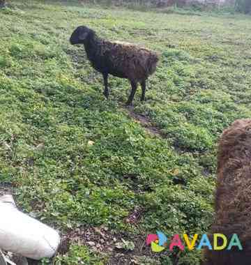 Курдючные овцы бараны Sterlibashevo