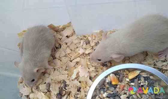 Сиамские крысята дамбо и другие породы Tver