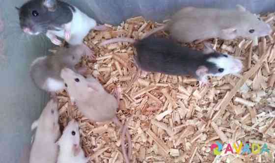 Сиамские крысята дамбо и другие породы Tver