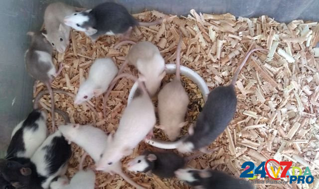 Сиамские крысята дамбо и другие породы Тверь - изображение 7