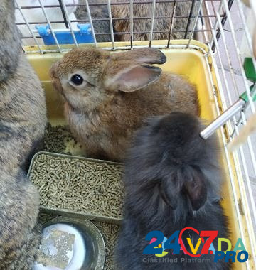 Карликовые кролики Rostov-na-Donu - photo 5