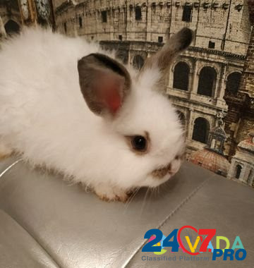 Карликовые кролики Rostov-na-Donu - photo 1