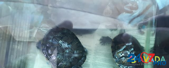 Красноухие черепахи Новомихайловский кп - изображение 4