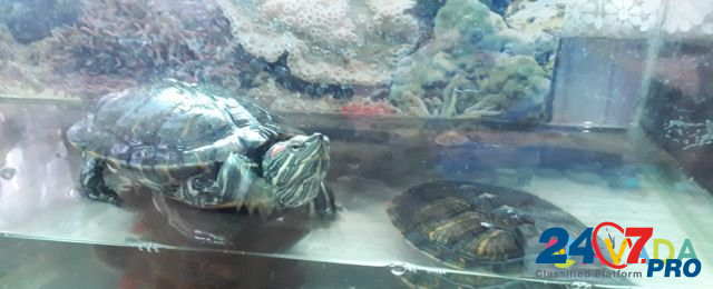 Красноухие черепахи Новомихайловский кп - изображение 3