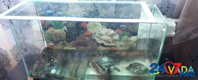 Красноухие черепахи Новомихайловский кп - изображение 5