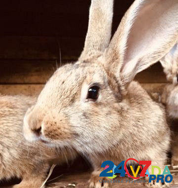 Кролики Липецк - изображение 2