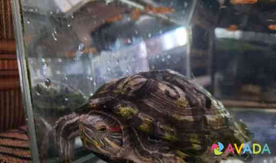 Черепаха Арзамас