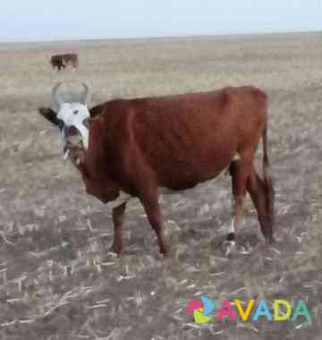 Коровы Kardonikskaya
