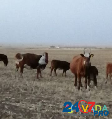 Коровы Kardonikskaya - photo 4