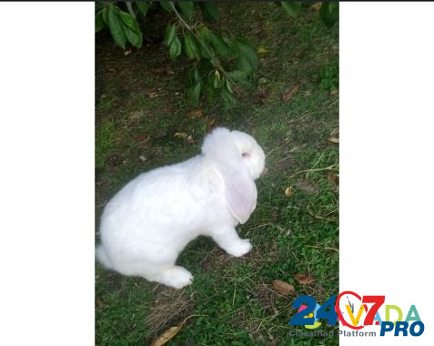 Кролик- баран Nartan - photo 2