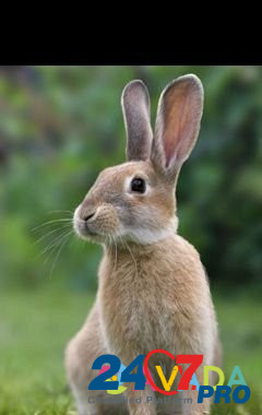 Кролик Belgorod - photo 1