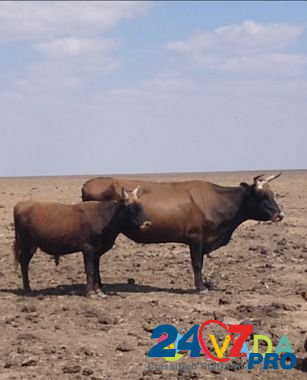 Крс коровы телята Arzgir - photo 6
