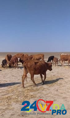 Крс коровы телята Arzgir - photo 2