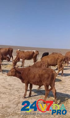 Крс коровы телята Arzgir - photo 3