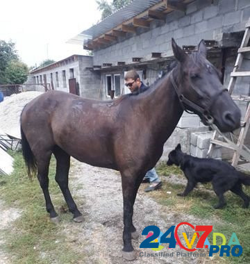 Лошадь Ozagir - photo 1