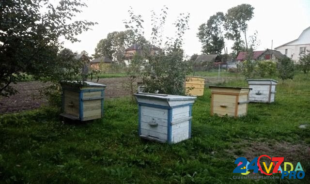 Пчёлы с ульями Rudnya - photo 2