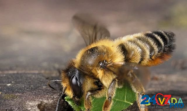 Пчелы Tomarovka - photo 1