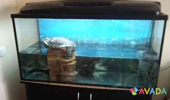 Красноухая черепаха с аквариумом Uglich