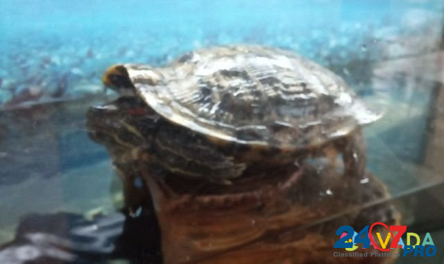 Красноухая черепаха с аквариумом Углич - изображение 1