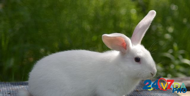 Кролик Serpukhov - photo 4
