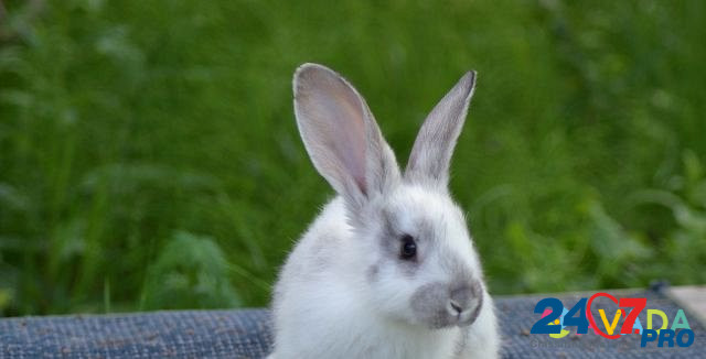 Кролик Serpukhov - photo 8
