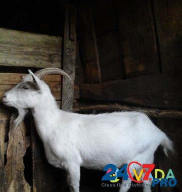 Молодые козы и козлы Sergach - photo 1