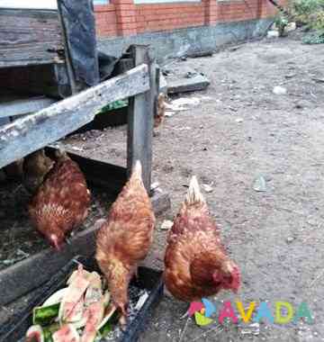 Курицы несушки Соликамск