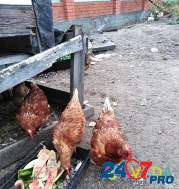 Курицы несушки Соликамск - изображение 1