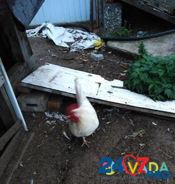 Курицы несушки Solikamsk - photo 2
