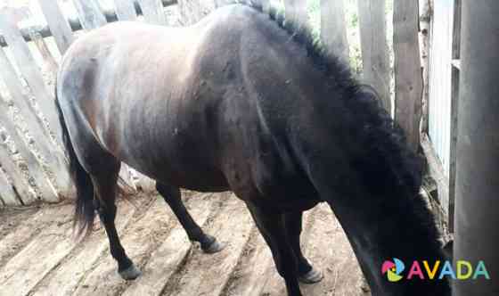 Кобыла(лошадь) Mamadysh