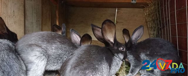 Кролики Mariinskiy Posad - photo 2