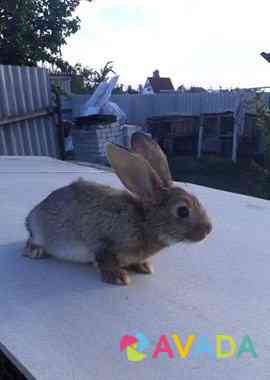 Кролик Panino