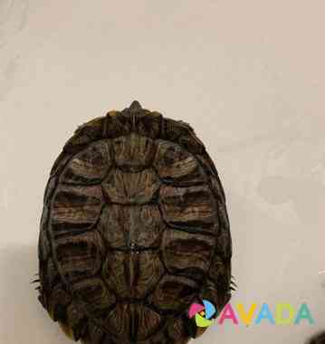 Красноухая черепаха бесплатно Solnechnogorsk