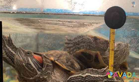 Красноухая черепаха бесплатно Солнечногорск