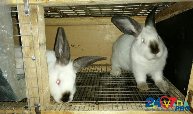 Кролики калифорнийские Kemerovo - photo 1