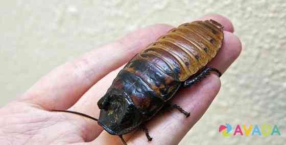 Мадагаскарские тараканы Краснодар