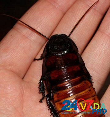 Мадагаскарские тараканы Краснодар - изображение 4