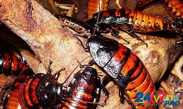 Мадагаскарские тараканы Краснодар - изображение 1
