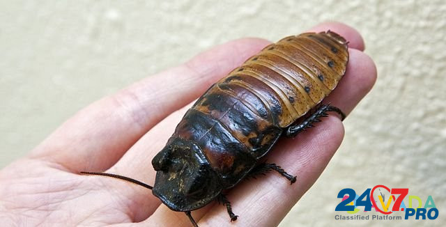 Мадагаскарские тараканы Краснодар - изображение 3