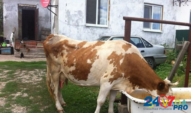 Корова Saratov - photo 2