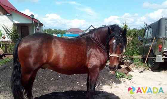 Лошадь Тобольск