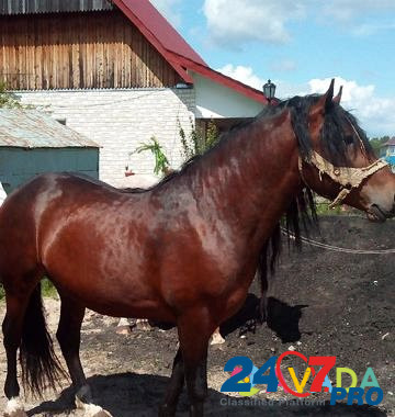 Лошадь Tobol'sk - photo 2