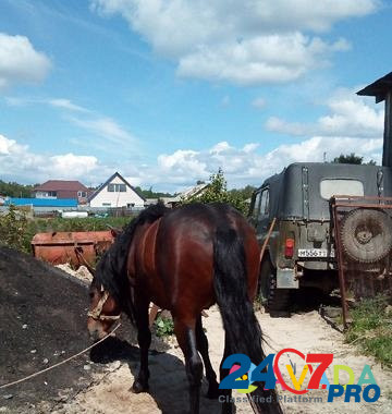 Лошадь Tobol'sk - photo 5