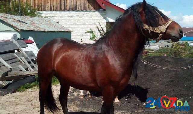 Лошадь Tobol'sk - photo 1