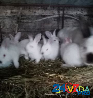 Кролик Yelets - photo 3