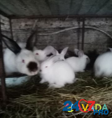 Кролик Yelets - photo 2