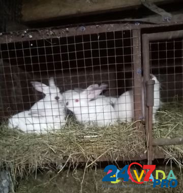 Кролик Yelets - photo 1
