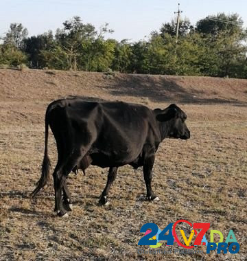 Коровы Budennovsk - photo 1
